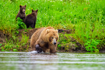 Ruling the landscape, brown bears of Kamchatka (Ursus arctos beringianus)