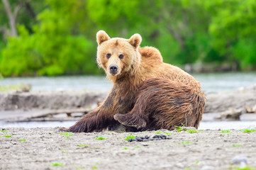 Obraz premium Ruling the landscape, brown bears of Kamchatka (Ursus arctos beringianus)