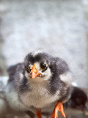 Small black and white chicken on the farm.