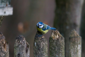 blue tit on a branch near the bird feeder