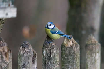 blue tit on a branch near the bird feeder