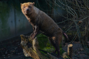 Close-up of a Bush Dog in the Wilhelma in Stuttgart, South of Germany