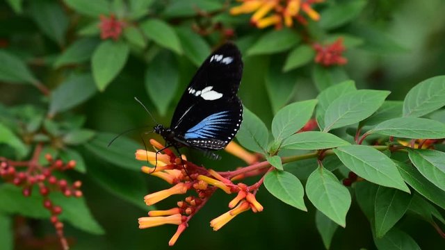 Sara longwing (Heliconius sara) neotropical butterfly found from Mexico to the Amazon Basin and southern Brazil