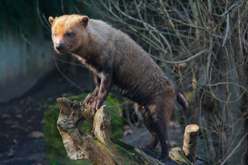 Close-up of a Bush Dog in the Wilhelma in Stuttgart, South of Germany