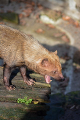 Close-up of a Bush Dog in the Wilhelma in Stuttgart, South of Germany