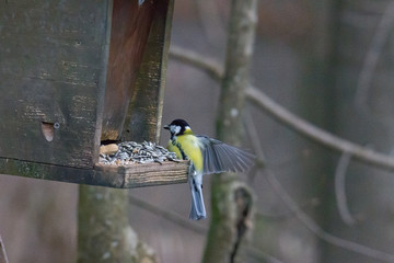 great tit on a branch near the bird feeder