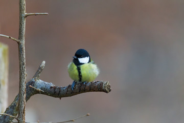 great tit on a branch near the bird feeder