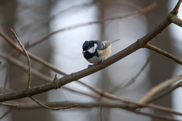 great tit on a branch near the bird feeder