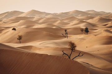 Trees in desert landscape
