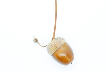 Beautiful oak acorn perched on a white background