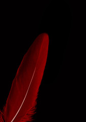 Single red feather isolated on black background