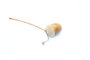 Beautiful oak acorn perched on a white background