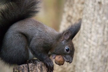 European brown squirrel in winter coat on a branch in the forest