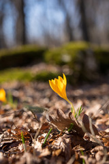 crocus