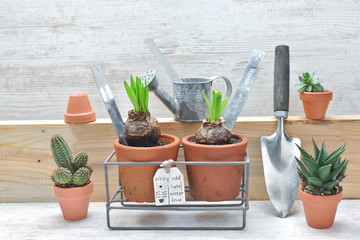 flower pots and bulb plant growing and gardening equipment indoors