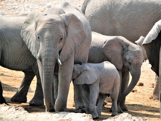 Elefant und Baby-Elefant 