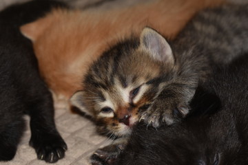 Naklejka na ściany i meble little kittens sleep together