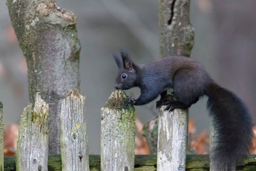 European brown squirrel in winter coat on a branch in the forest