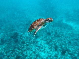 Fototapeta na wymiar turtle in the sea