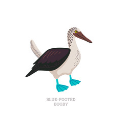 Obraz premium Rare animals collection. Blue-footed booby. Tropical marine bird with bright blue feet. Flat style vector illustration isolated on white background.