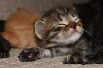 Fototapeta na wymiar little kittens sleep together