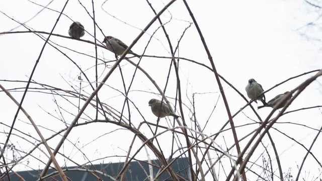 Group Of Grey Kingbird On The Perch Of A Tree During Winter In Canada - Low Angle Shot