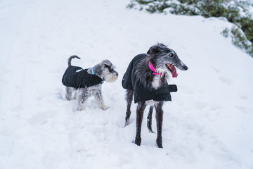 Fototapeta na wymiar Two dogs standing in the snow