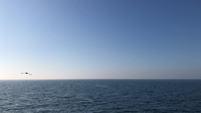Slow motion shot of bird fly over the sea ocean, world oceans day concept