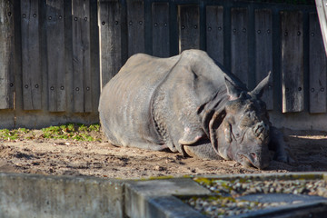 Rhinoceros in the Wilhelma in Stuttgart lying on the floor