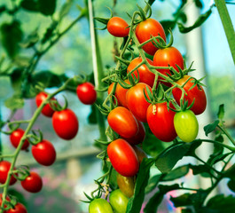 red tomatoes on the vine