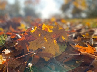 autumn leaves on the ground