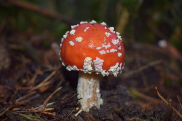 amanita muscaria