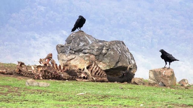 Group of black crows and vultures eating a dead animals in the nature