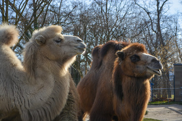 Three camels are in line. Camels at the zoo. named Wilhelma in the South of Germany