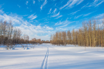 Ski trail in the winter forest on a background of blue sky and cirrus clouds
