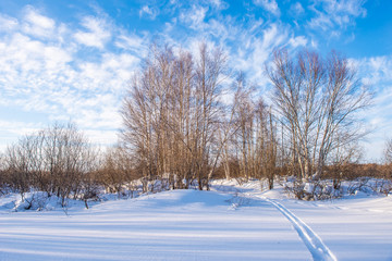 Ski trail leading to the forest