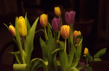 Tulpe