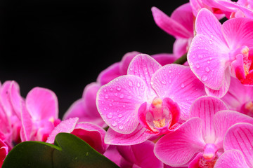 Fototapeta na wymiar Pink orchid close up view on black background. - Image