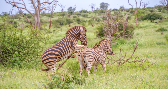 Burchell's zebras - interaction between mating mature animals image in horizontal format