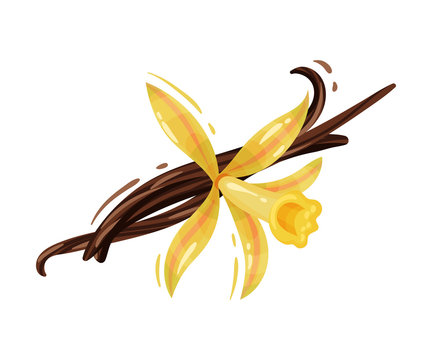 Vanilla Flower and Dried Sticks Isolated on White Background Vector Composition