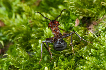 Drohende Waldameise
