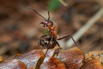 Drohende Waldameise auf Fichtenzapfen, Waldameise, Formica, in Drohhaltung, wehrhafte Ameise droht
