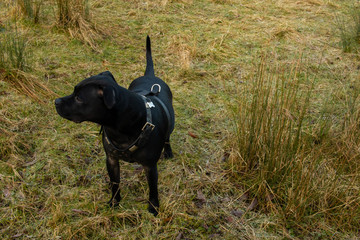 Staffordshire Bull Terrier dog full body medium frame outdoors nature wildlife