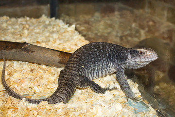 A large gray, striped lizard at the zoo.