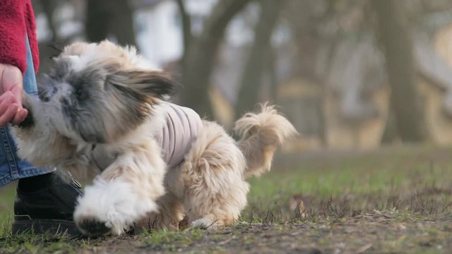funny shitzu dog with fuzzy fur in grey jacket runs to owner in park and girl gives sweet present to pet slow motion. Concept adorable pet and nature