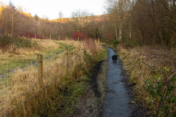 Staffordshire Bull Terrier dog exploring nature outdoors