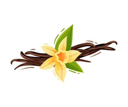 Vanilla Flower and Dried Sticks Isolated on White Background Vector Composition