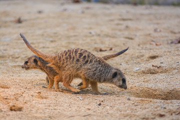 meerkat at the Wilhelma zoo in Stuttgart, South of Germany