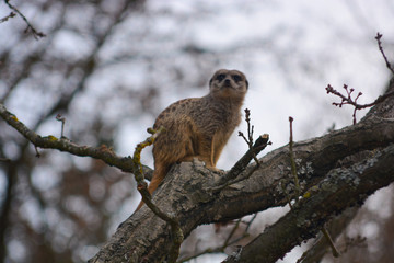 meerkat at the Wilhelma zoo in Stuttgart, South of Germany