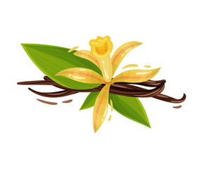 Vanilla Flower and Dried Sticks Isolated on White Background Vector Composition